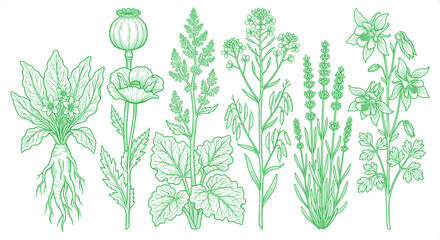 Obraz premium Botanical illustrations of medicinal herbs and flowers on white background in green line art style