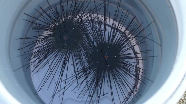 Top view footage of live black sea urchins submerged in clear seawater inside a bucket. Fresh marine seafood displayed before preparation, featuring natural movement and aquatic texture.