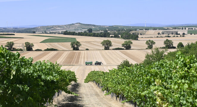 rheinhessische sommerlandschaft im weinberg
