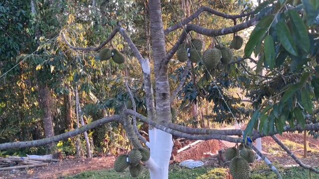Durian Tree Bearing Multiple Ripe Fruits in a Tropical Orchard