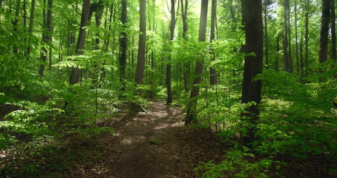 Beautiful soft spring glow in a lush sunny beech forest in gorgeous shades of fresh green. Slow smooth forward movement on a path.