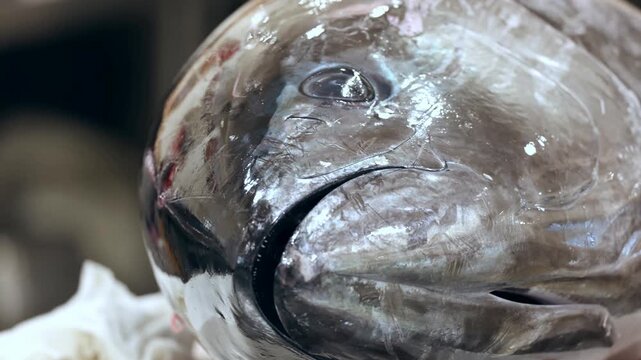 This detailed close view captures the head and silver skin of a large raw tuna fish resting on a metallic surface at a market before professional culinary preparation and seafood processing