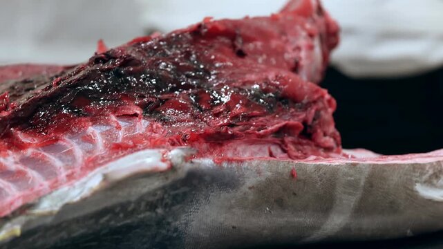 A skilled worker performs the precise slicing of a fresh tuna fish on a clean table while highlighting the deep red meat texture and the anatomical structure of the large ocean catch