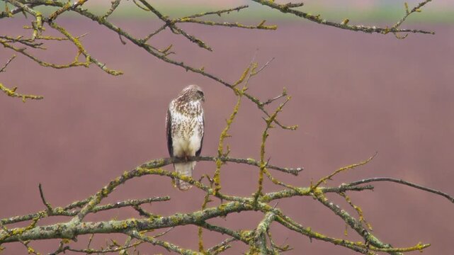 Common Buzzard Observing Field Edge During Rainy Spring Morning, Germany, 4K