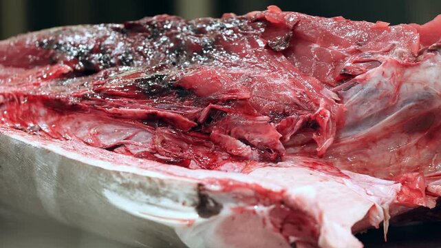 A skilled worker performs the precise slicing of a fresh tuna fish on a clean table while highlighting the deep red meat texture and the anatomical structure of the large ocean catch