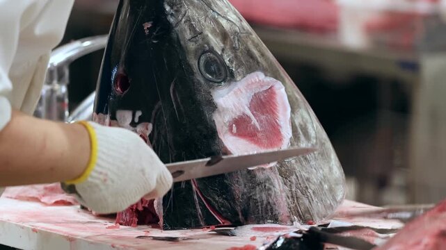 A chef performs expert tuna butchery on a sterile white surface by removing portions from the head using a sharp blade while maintaining hygiene standards during raw seafood processing operations