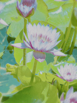pink water lilies