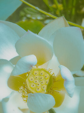orchid flower on a green background