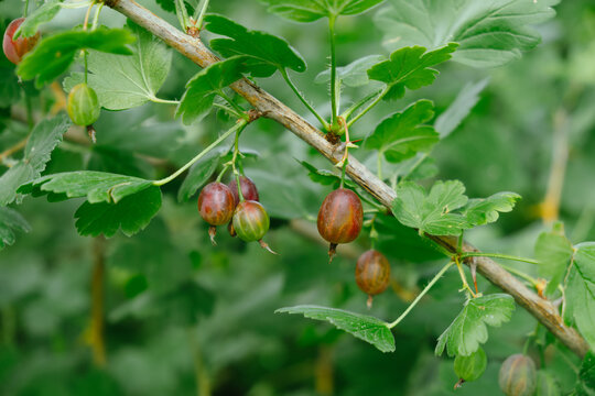 Ripe gooseberries hang on a bush, summer harvest. 