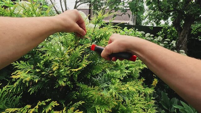 Gardener pruning branches of thuja plant with garden scissors. POV. Landscaping, tending to plants. Gardening concept.