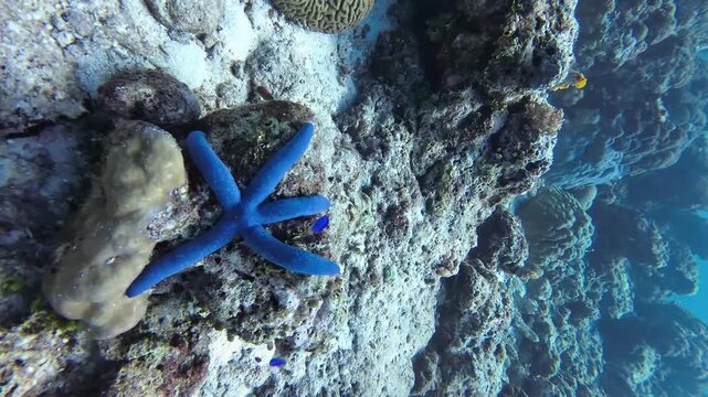 starfish in aquarium