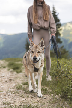 hiker walking with her Czechoslovakian Wolfdog on a mountain trail, active pet travel and outdoor companion lifestyle concept