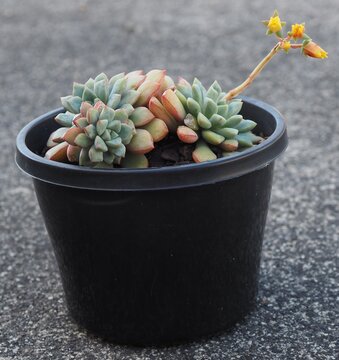 Echeveria subcorymbosa Lau 030 mature succulent plant