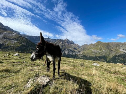 Burro