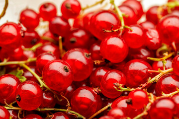 Close up of red currants. The berry is native to western Europe, widely cultivated and has escaped into the wild in many regions. © Dan Morar