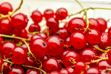 Close up of red currants. The berry is native to western Europe, widely cultivated and has escaped into the wild in many regions. © Dan Morar