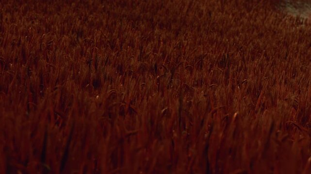 The scene shows a rice field filled with tall plants that have turned a warm shade. The sunlight casts a golden glow on the plants. The time appears to be late afternoon.