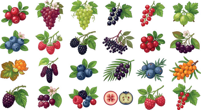 Fresh berries vector illustration icon set featuring realistic grapes blueberries raspberries blackberries cranberries elderberries and gooseberries isolated on white