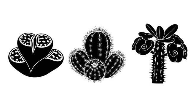 Succulent Plant Icons: Lithops, Cactus, and Pachypodium Silhouette Collection