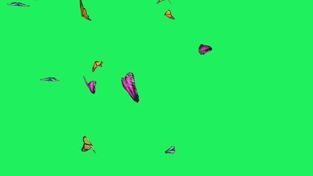 Animation swarm of purple butterflies against a green background.