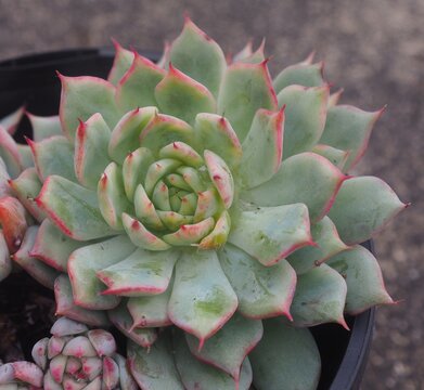 Echeveria 'Tippy' mature succulent plant