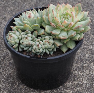 Echeveria 'Tippy' mature succulent plant