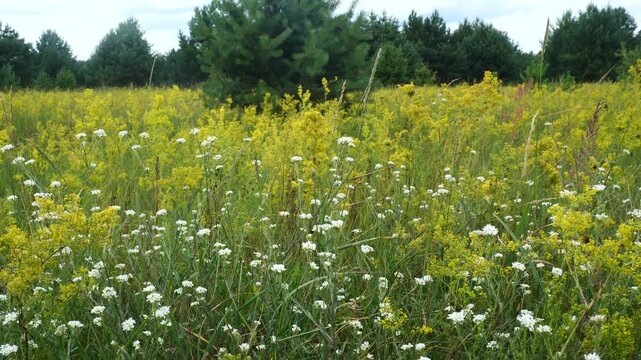 Flowering of yellow bedstraw
These are meadow and wild flowers. Medicinal plants. Can be used in landscape design.
