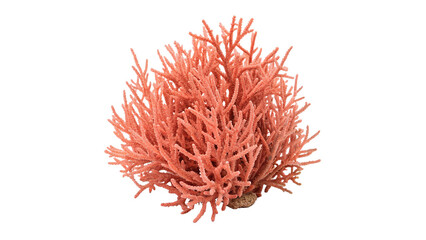 Red coral branch mineral specimen isolated on transparent background for aquarium decor © novelli-png