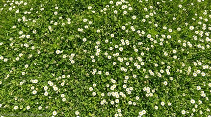 Fototapeta premium Top view of blooming white daisies in a lush green meadow