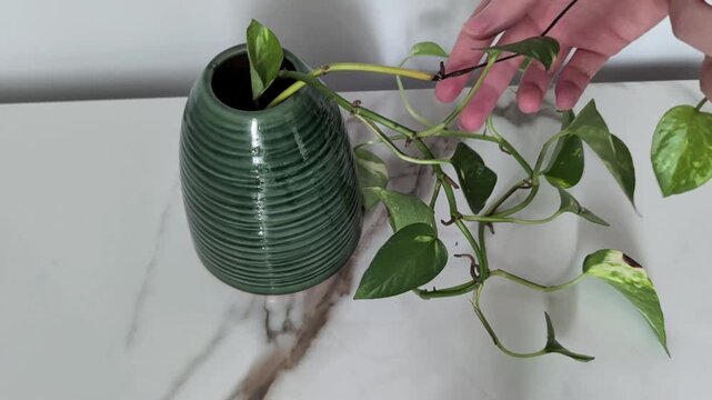 Close up of hands caring for a houseplant. A person inspects the leaves of a Golden Pothos in a dark green striped flowerpot and cuts off a dead vine with scissors. Concept of home gardening.