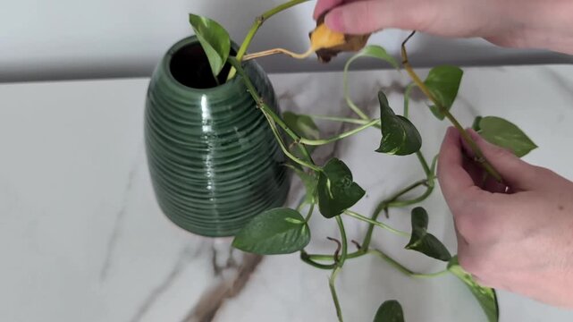 Caring for Golden Pothos plant in water. Hands checking roots, removing yellow leaf, and inspecting vines in green striped ceramic pot on table. Home gardening, plant care concept. 