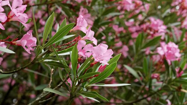 Blooming pink Nerium oleander flowers surrounded by slender evergreen leaves. Ornamental shrub in full summer bloom with delicate blossoms