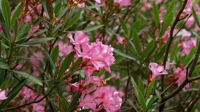 Vibrant pink blossoms of a Mediterranean Nerium oleander bush with delicate petals and long lanceolate green leaves
