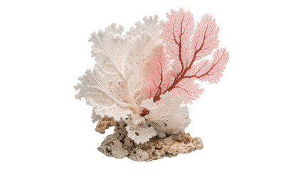 White coral branch mineral specimen isolated on transparent background for marine decor © David