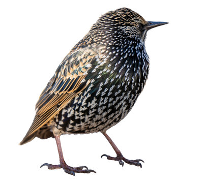 Starling Bird Isolated on white background. Birdwatching ornithology.