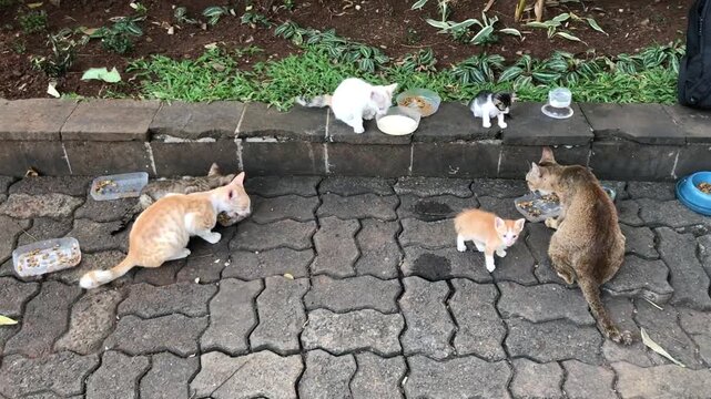 Group of stray cats and kittens eating food on a paved outdoor walkway.