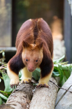 Goodfellow's tree-kangaroo (Dendrolagus goodfellowi)  walking on a tree, seen from the front