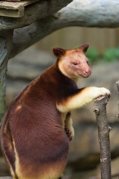 Goodfellow's tree-kangaroo (Dendrolagus goodfellowi) standing while holding onto a tree