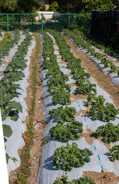 Fotos da planta&ccedil;&atilde;o de arros e couve crespa
