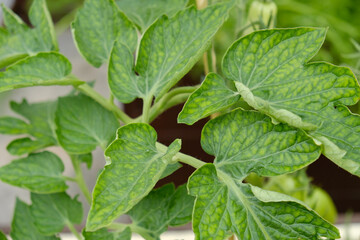Tomato leaves showing chlorosis from nutrient deficiency. Plant health problem in greenhouse or garden crops affecting growth and yield. © Yuliya