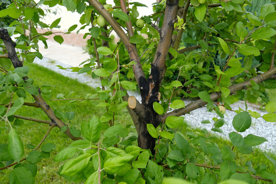 Apple tree with leaf blight and trunk canker, showing a common orchard disease that weakens growth and reduces fruit yield in summer.
