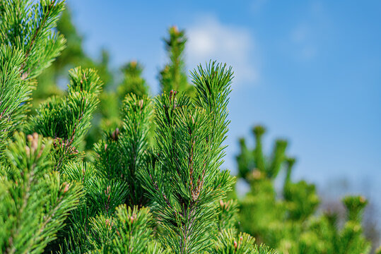 Close-up of vibrant green pine tree branches against a bright blue sky with soft white clouds.