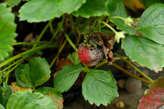 Strawberry plants with rotten fruit caused by fungal decay, moisture stress, and poor field hygiene in a summer berry crop.