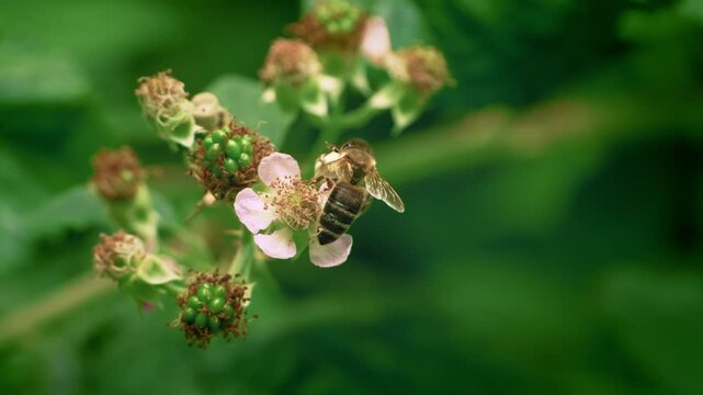 Bee in lush green nature drinking nectar from a blossom, collecting pollen and taking off in slow motion