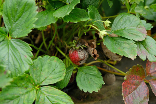 Strawberry plants with rotten fruit caused by fungal decay, moisture stress, and poor field hygiene in a summer berry crop.