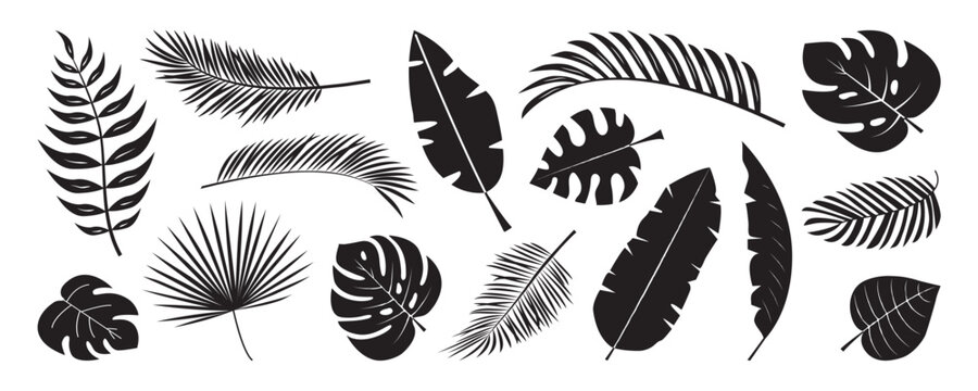 Palm leaf silhouette, coconut leaves, simple plant banana set. Summer tropic palm leaf black icon isolated on white bg. Miami foliage retro stamp. Monochrome nature design element. Vector illustration