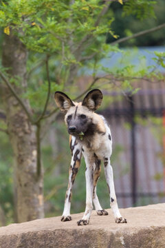 The African wild dog (Lycaon pictus), also called the painted dog