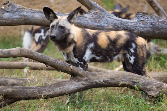 The African wild dog (Lycaon pictus), also called the painted dog and the Cape hunting dog