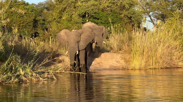 El&eacute;phants d'Afrique au coucher du soleil