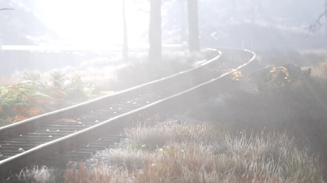 Train tracks stretch through a foggy forest setting. The ground shows grass and some plants. Trees stand on either side of the tracks. The scene is quiet and has a mysterious feel.